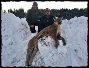 Exhilarating Cougar Hunts Offered With Idwg Idaho Whitetail
