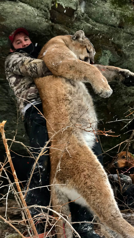 Trained BearPath-Plott Hounds for cougar and bear hunts.  Fully trained and ready to hunt.  Idaho Whitetail Guides.