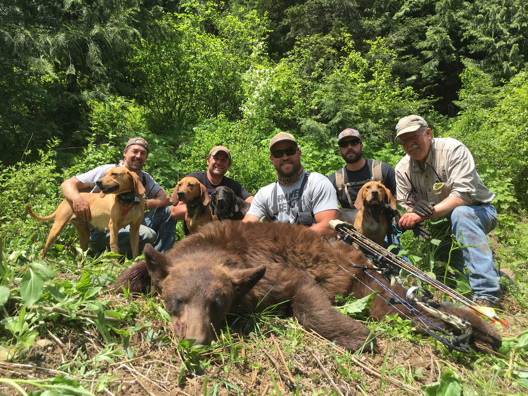 Great Black Bear hunt. Bait and hounds - what a blast!  Fully trained BearPath Plott Hound dogs ready for your next Cougar or Bear hunt.
