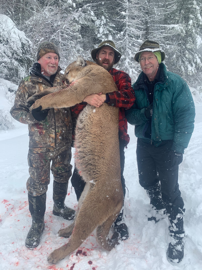 Cougar / Mountain Lion from Idaho.  Nice size!